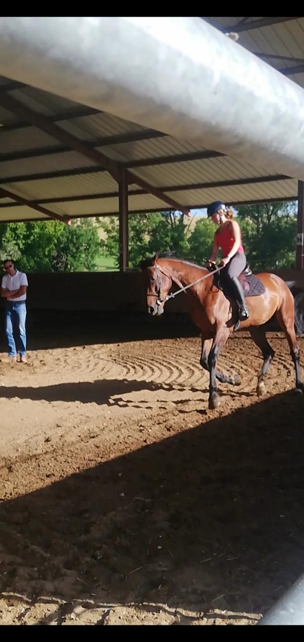 Stages dressage avec NICOLAS BRODZIAK 